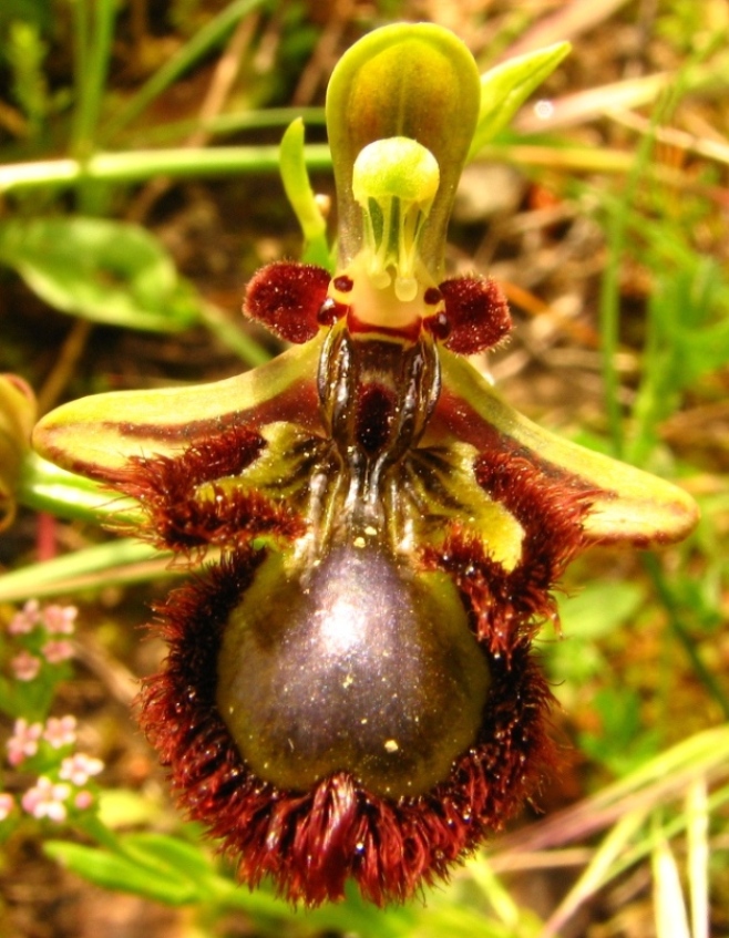 Ophrys e Orchis vicino a  Palazzolo